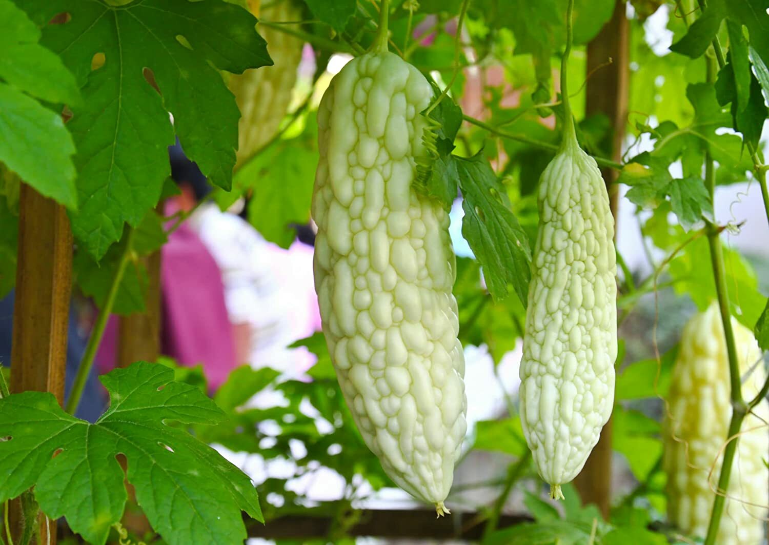 Bitter Gourd